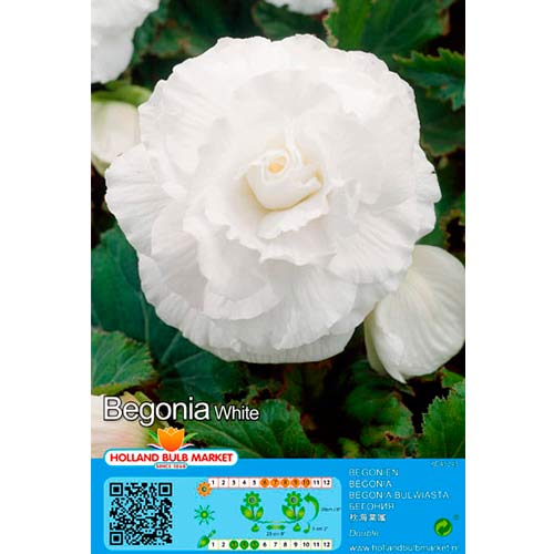 Begonija Double White slika 1 interface.art 76384