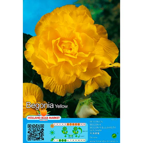 Begonija Double Yellow slika 1 interface.art 76385