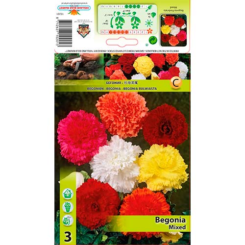 Begonija Fimbriata Mix interface.art interface.photo 1 Begonija Fimbriata Mix slika 1 interface.art 76386