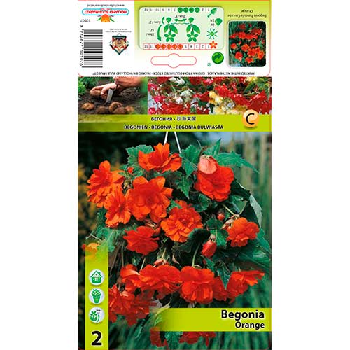 Begonija Pendula Orange slika 1 interface.art 76189