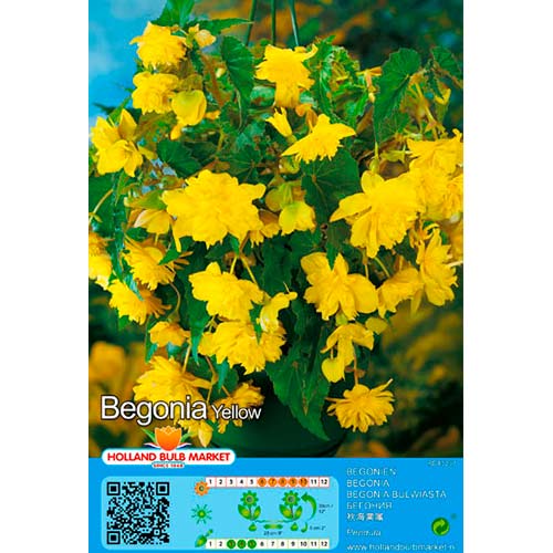Begonija Pendula Yellow slika 1 interface.art 76394