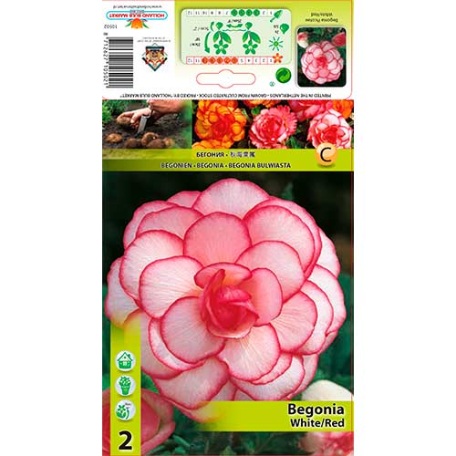 Begonija Picotee White/Red slika 1 interface.art 70356