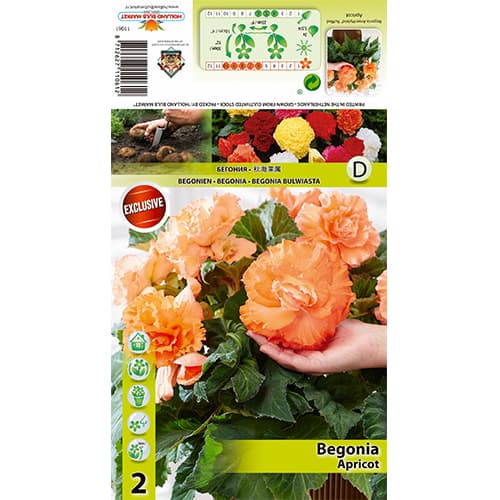 Begonija Ruffled Apricot slika 1 interface.art 70358
