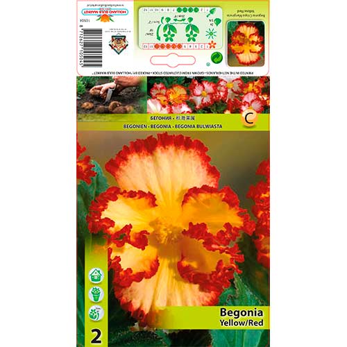 Begonija Yellow/Red slika 1 interface.art 76184