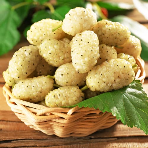 Bijela murva, P9 slika 1 interface.art 5858