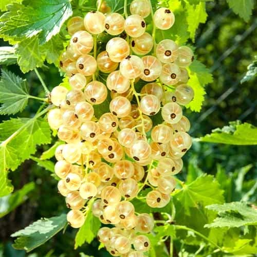 Bijeli ribiz Wersalska, Р9 slika 1 interface.art 7562