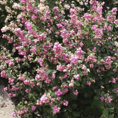 Biserak Amethyst, С2 slika 1 interface.art 8583