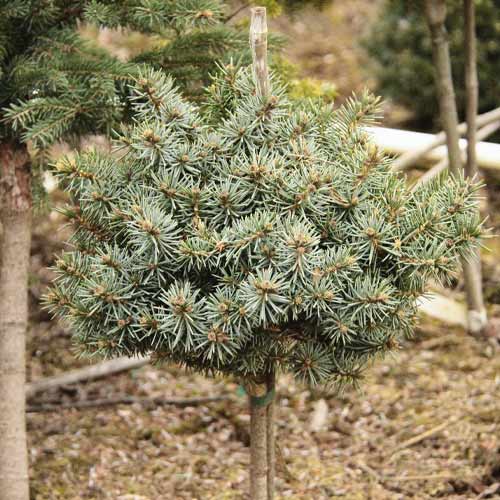 Bor Blue Ball, C4 slika 1 interface.art 8250