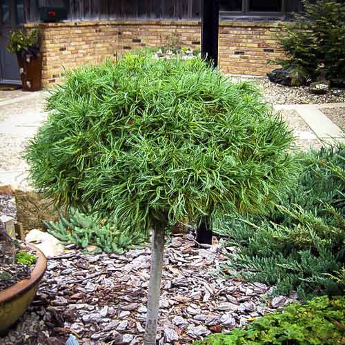 Bor Green Twist, C4 slika 1 interface.art 8257