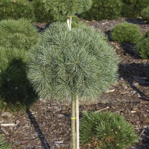 Bor Greg, C5 slika 1 interface.art 8258