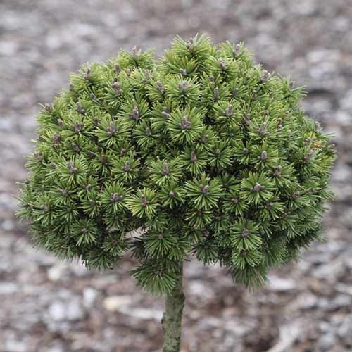 Bor Minikin, C5 slika 1 interface.art 8252