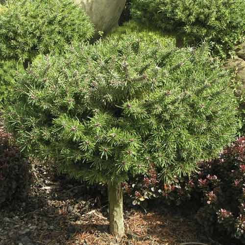 Bor Paradekissen, C4 slika 1 interface.art 8253