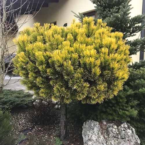 Bor Wintergold, C4 slika 1 interface.art 8254