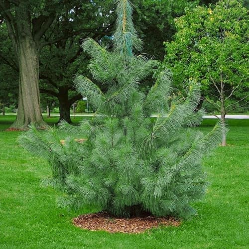 Himalajski bor, Р9 slika 1 interface.art 9409