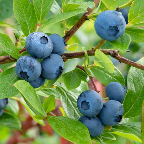 Borovnica Bluecrop, P9 slika 1 interface.art 9270