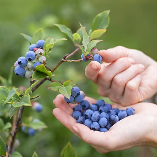 Borovnica Brigitta, P9 interface.art interface.photo 1 Borovnica Brigitta, P9 slika 1 interface.art 9292