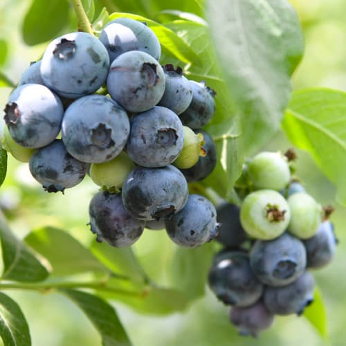 Borovnica Chandler, P9 slika 1 interface.art 9299