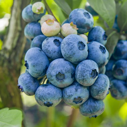 Borovnica Colibri, P9 slika 1 interface.art 1579