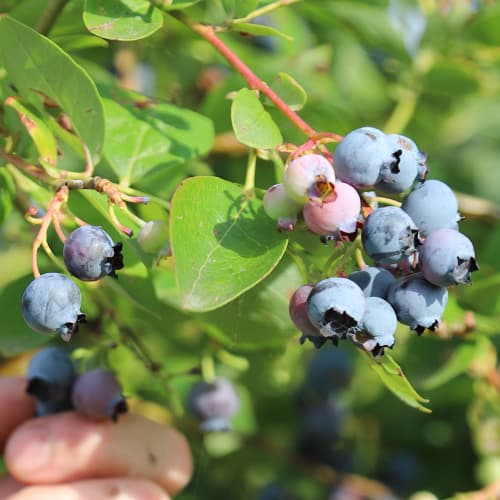 Borovnica Duke, P9 slika 1 interface.art 9216