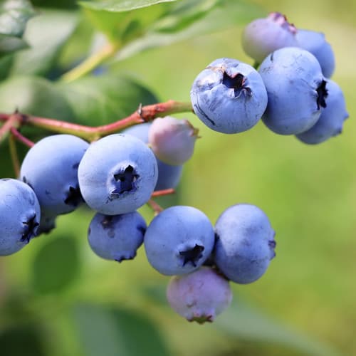 Borovnica Earliblue, P9 slika 1 interface.art 9301