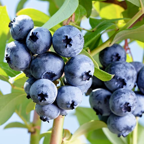 Borovnica Elizabeth, P9 slika 1 interface.art 9300