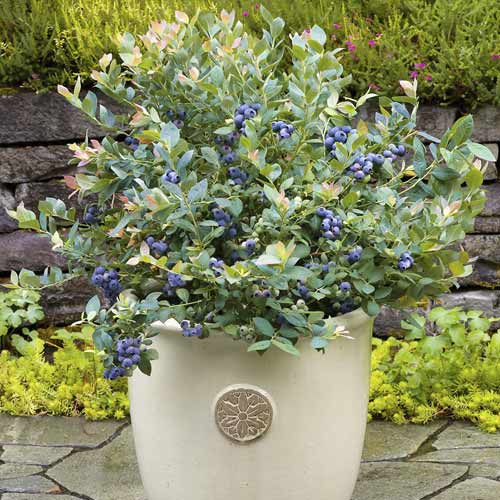 Borovnica Goldtraube, С6 slika 1 interface.art 7715