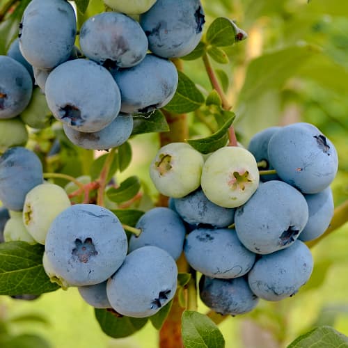 Borovnica New Hanover, P9 slika 1 interface.art 1580