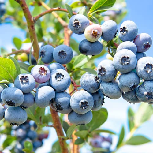 Borovnica Sweetheart, P9 slika 1 interface.art 1581