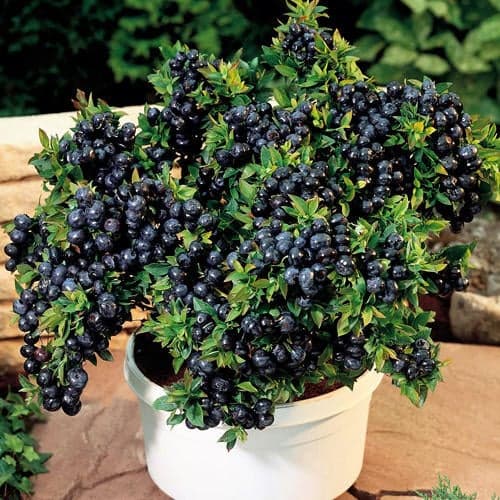 Borovnica Top Hat, P9 interface.art interface.photo 1 Borovnica Top Hat, P9 slika 1 interface.art 9243