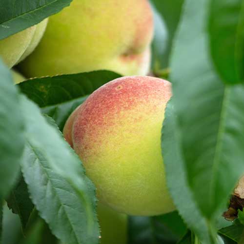 Breskva Green Khaterina slika 1 interface.art 4294