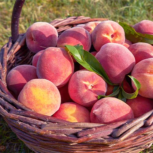 Breskva Kingpart, С2 slika 1 interface.art 7991