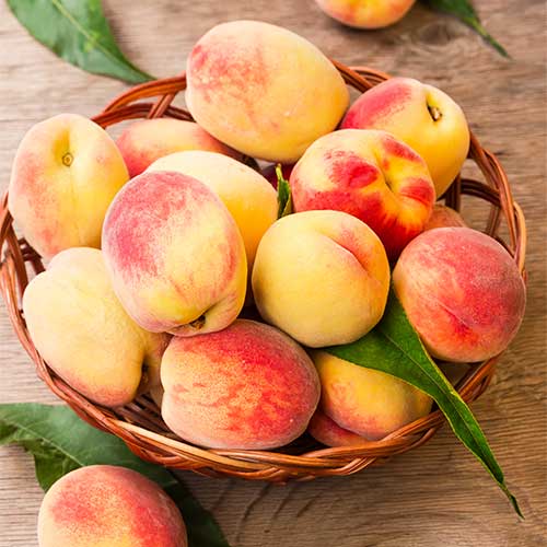 Breskva Lolita, C2 interface.art interface.photo 1 Breskva Lolita, C2 slika 1 interface.art 9677