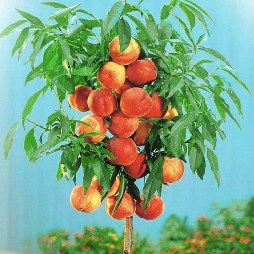 Breskva stupolika Aida, С2 slika 1 interface.art 1944