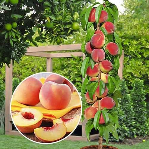 Breskva stupolika Honey, С2 slika 1 interface.art 1913