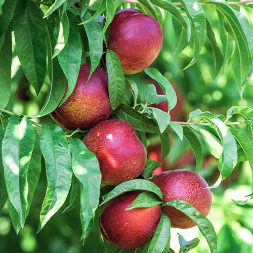 Breskva (stupolika) King Part slika 1 interface.art 2018