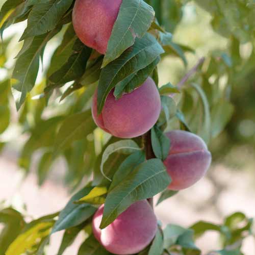 Breskva (stupolika) Lolita slika 1 interface.art 2019