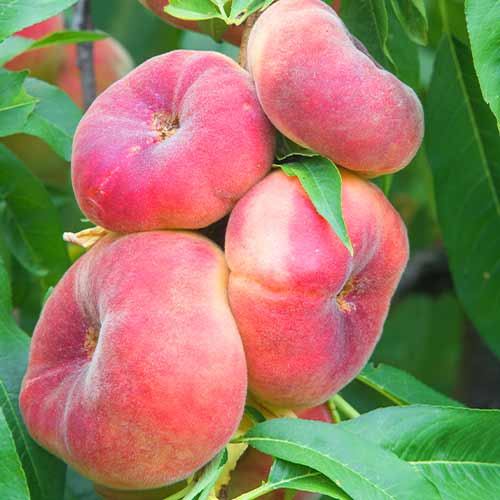 Breskva (stupolika) Saturn slika 1 interface.art 2020