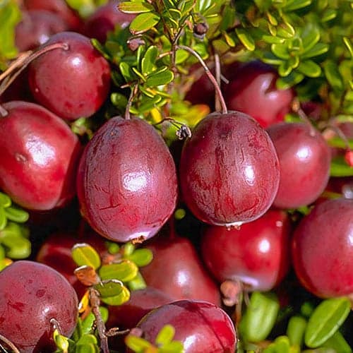 Brusnica Ben Lear, P9 slika 1 interface.art 9234