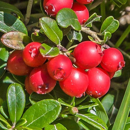 Brusnica Early Black, P9 slika 1 interface.art 9235