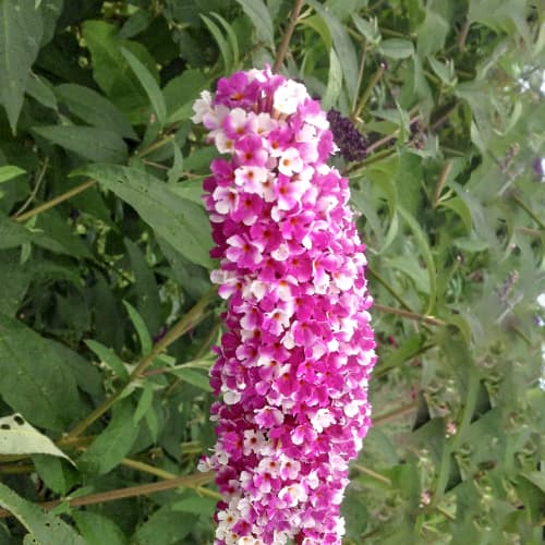 Buddleja Dawida Berries and Cream, С2 slika 1 interface.art 5461