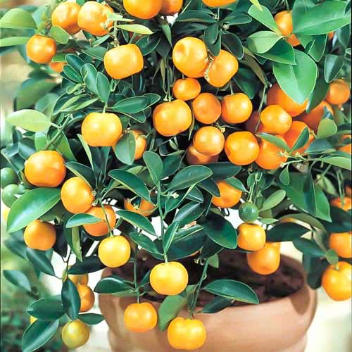 Calamondin Panama Orange slika 1 interface.art 76645