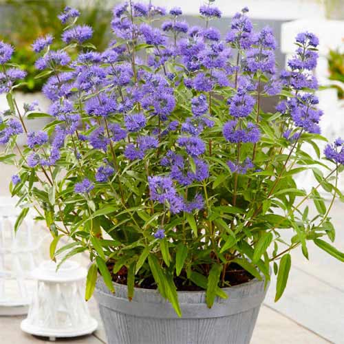 Caryopteris Blue Empire slika 1 interface.art 77805