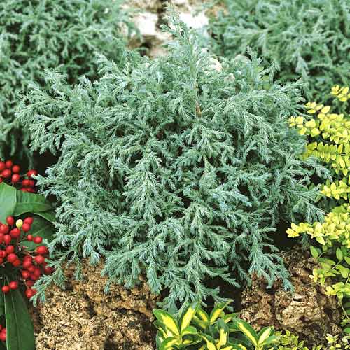 Čempres Baby Blue , C2 slika 1 interface.art 7733