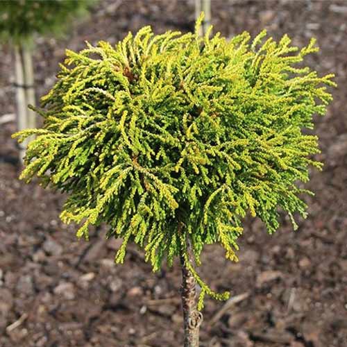 Čempres Gitte, C4 slika 1 interface.art 8244