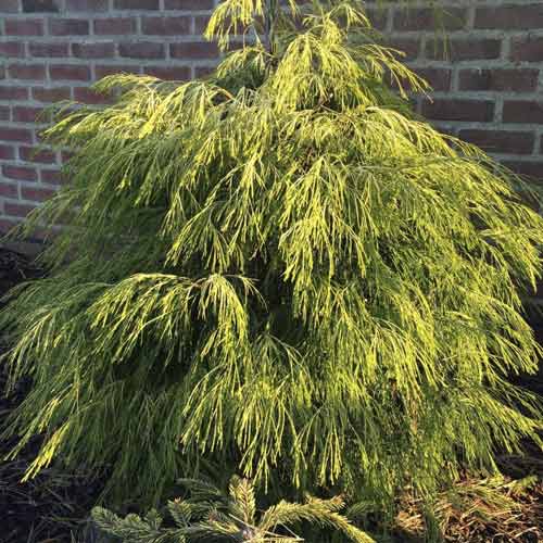 Čempres Karaca, C4 slika 1 interface.art 8243