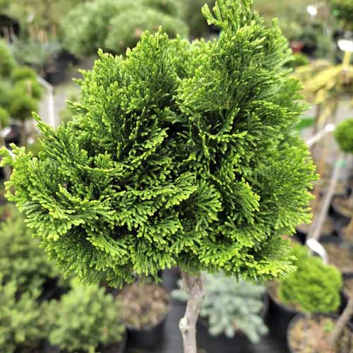 Čempres Nana Gracilis, C4 slika 1 interface.art 8245