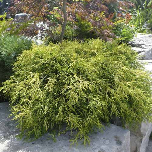 Čempres Sungold, C2 slika 1 interface.art 7761