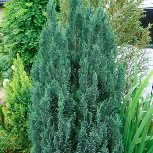 Čempres Van Pelts Blue slika 1 interface.art 9692