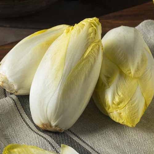 Cikorija Witloof slika 1 interface.art 96502