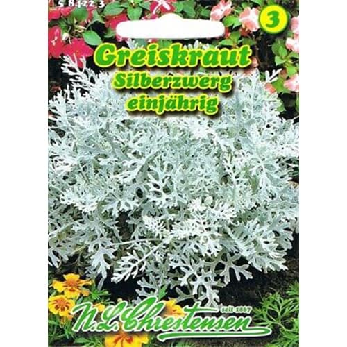 Cinerarija bicolor slika 1 interface.art 87817